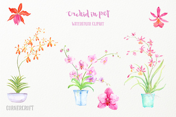 Watercolor Orchid in Pot in Illustrations - product preview 1