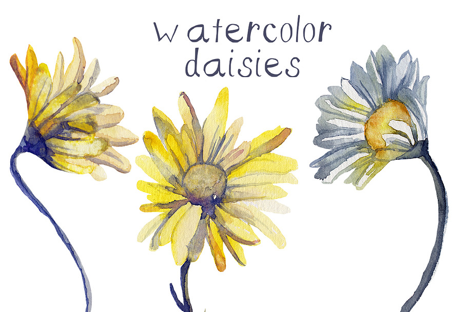 Watercolor Daisies in Illustrations - product preview 8
