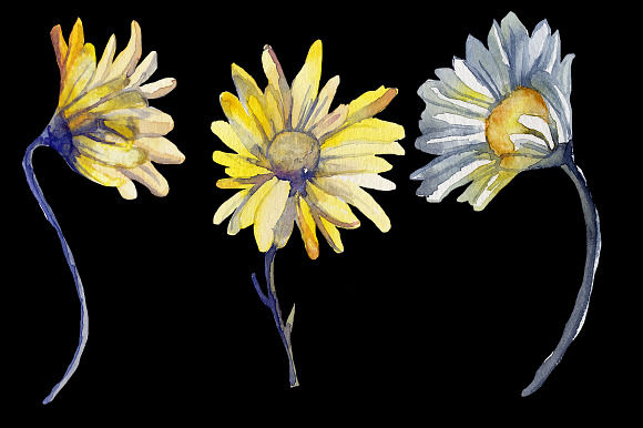 Watercolor Daisies in Illustrations - product preview 1