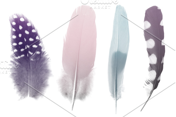 Feather Photoshop brushes in Photoshop Brushes - product preview 4