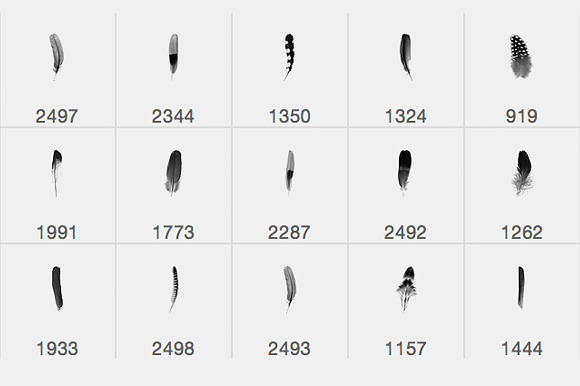 Feather Photoshop brushes in Photoshop Brushes - product preview 5