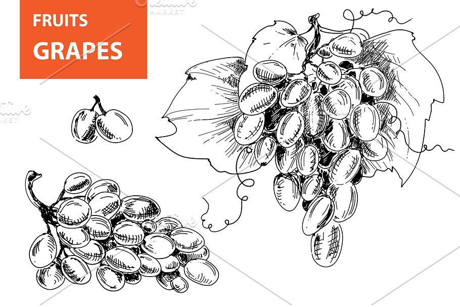 Grapes in Illustrations - product preview 8