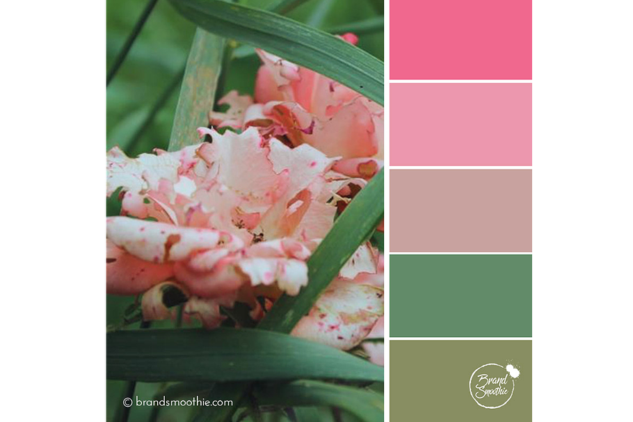 Rose Blush Color Palette