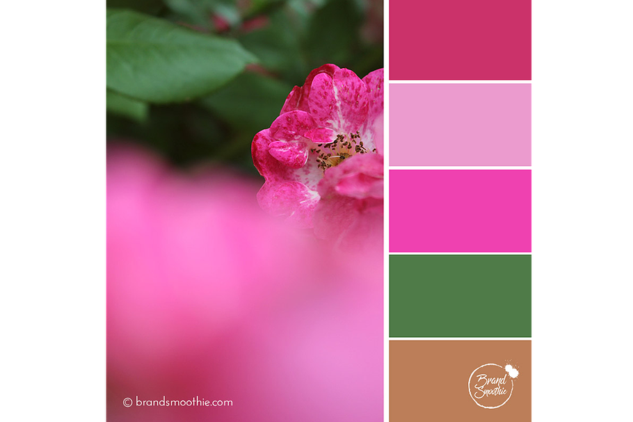 Fuschia Roses Color Palette