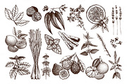 Vector Herbs & Fruits Illustrations