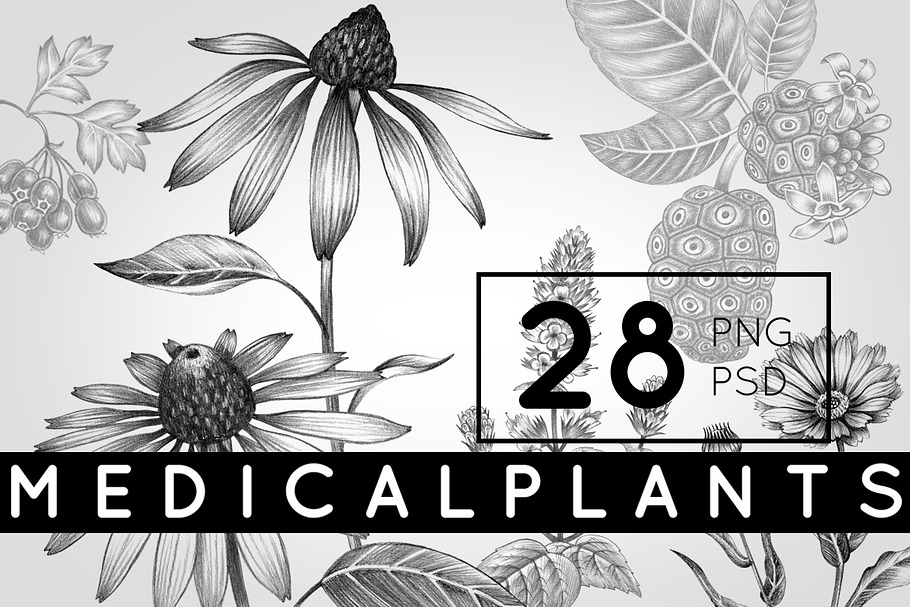 Set of medical plants. in Objects - product preview 8
