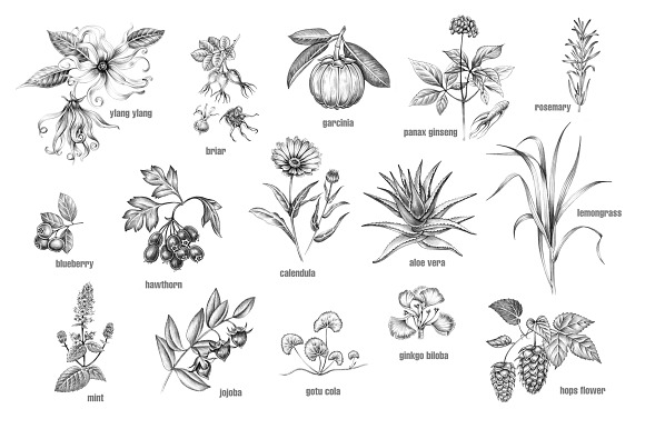 Set of medical plants. in Objects - product preview 1