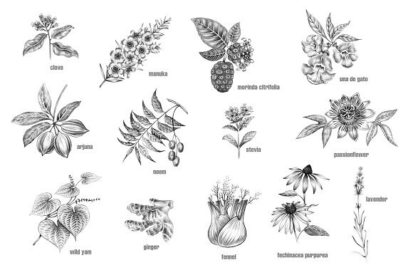 Set of medical plants. in Objects - product preview 2