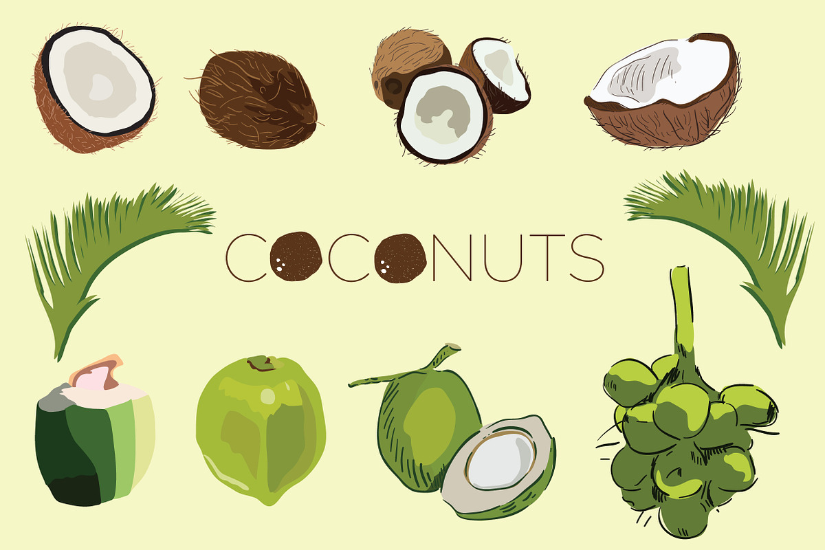 Coconuts in Illustrations - product preview 8