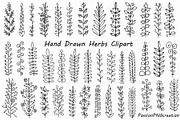 Hand Drawn Herbs Clipart