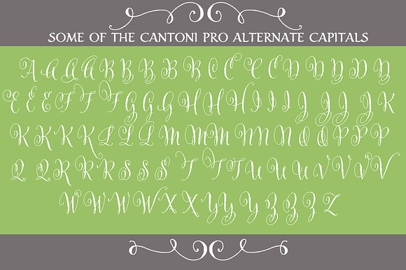Cantoni Total Design Font in Script Fonts - product preview 2