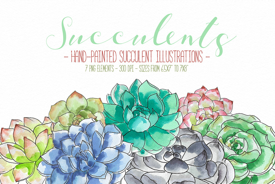 Succulents set of 7