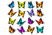 Big Collection Of Color Butterflies