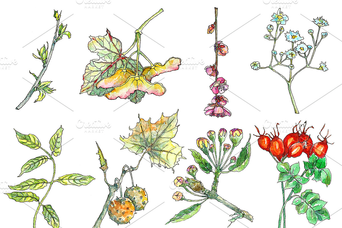 Set of watercolor and ink foliage in Illustrations - product preview 8