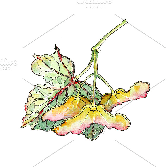 Set of watercolor and ink foliage in Illustrations - product preview 2