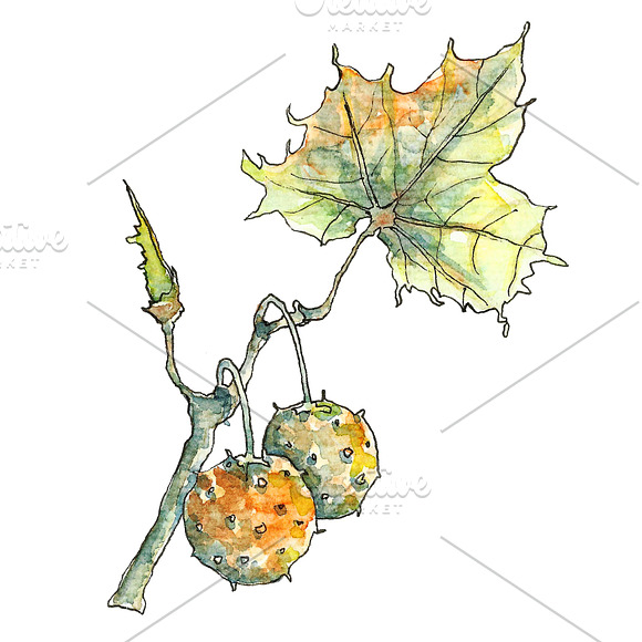 Set of watercolor and ink foliage in Illustrations - product preview 5