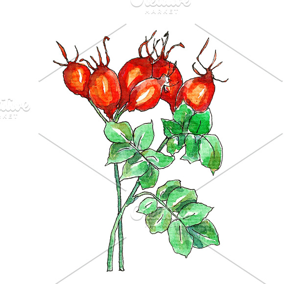 Set of watercolor and ink foliage in Illustrations - product preview 7