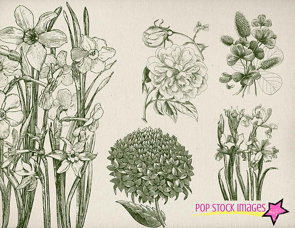 Vintage Floral & Dragonflies Brushes in Photoshop Brushes - product preview 1