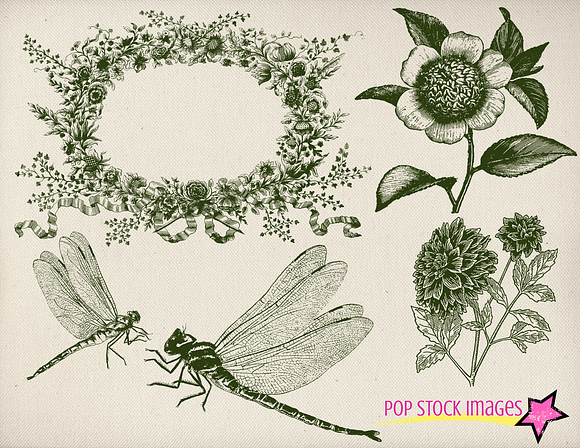 Vintage Floral & Dragonflies Brushes in Photoshop Brushes - product preview 3