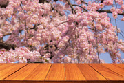 Wood table top on sakura flower