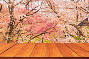 Wood table top on sakura flower
