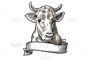Cows head. Hand drawn engraving
