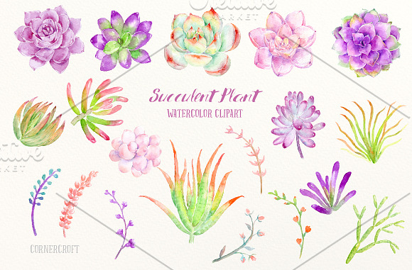 Watercolor Clip Art Succulent Plant in Illustrations - product preview 1