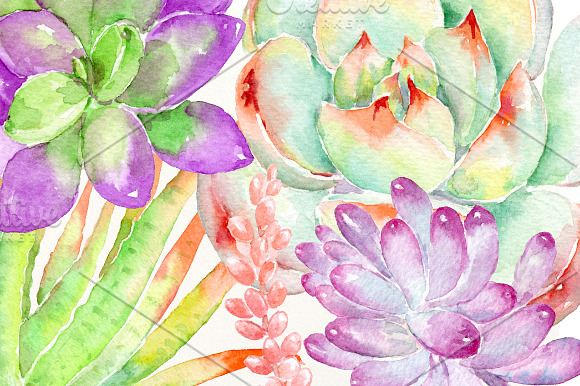 Watercolor Clip Art Succulent Plant in Illustrations - product preview 3