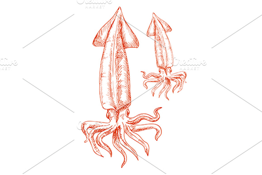 Vintage sketch drawing of red squid in Graphics - product preview 8