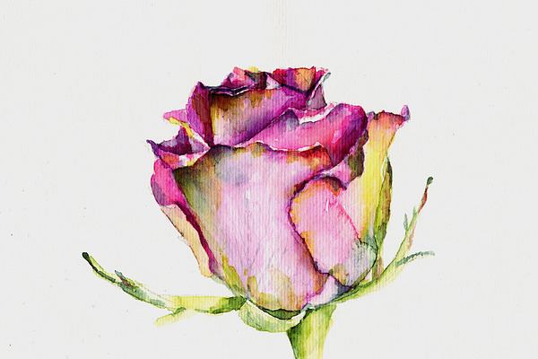 Illustration of rose in watercolor