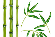 Set of bamboo plants and leaves.