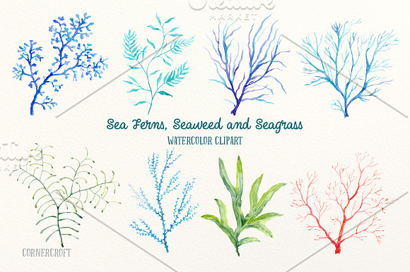 Watercolor sea ferns and seaweed in Illustrations - product preview 1