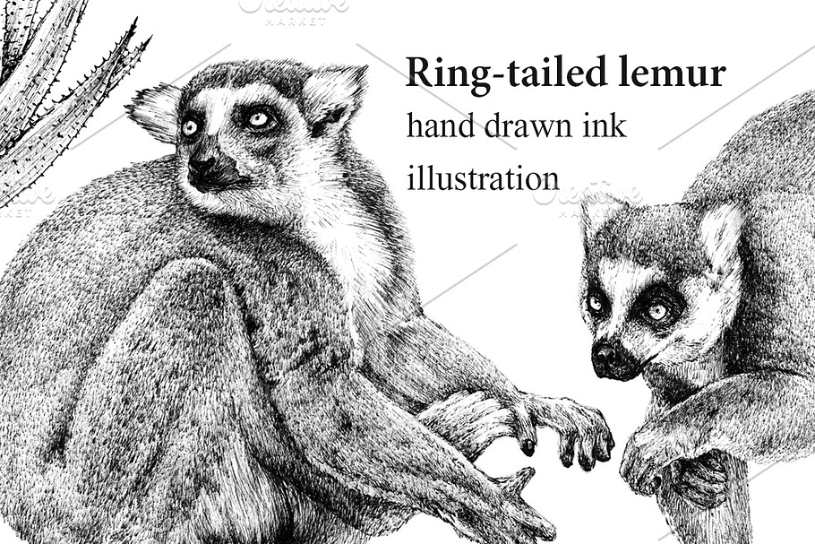 Ring-tailed lemur ink drawing