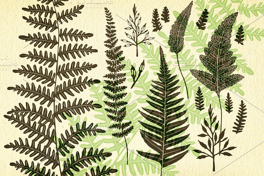 Ferns, botanical vector graphics