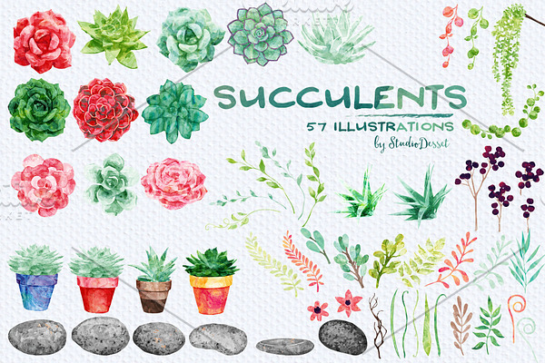 Succulents- patterns & illustrations