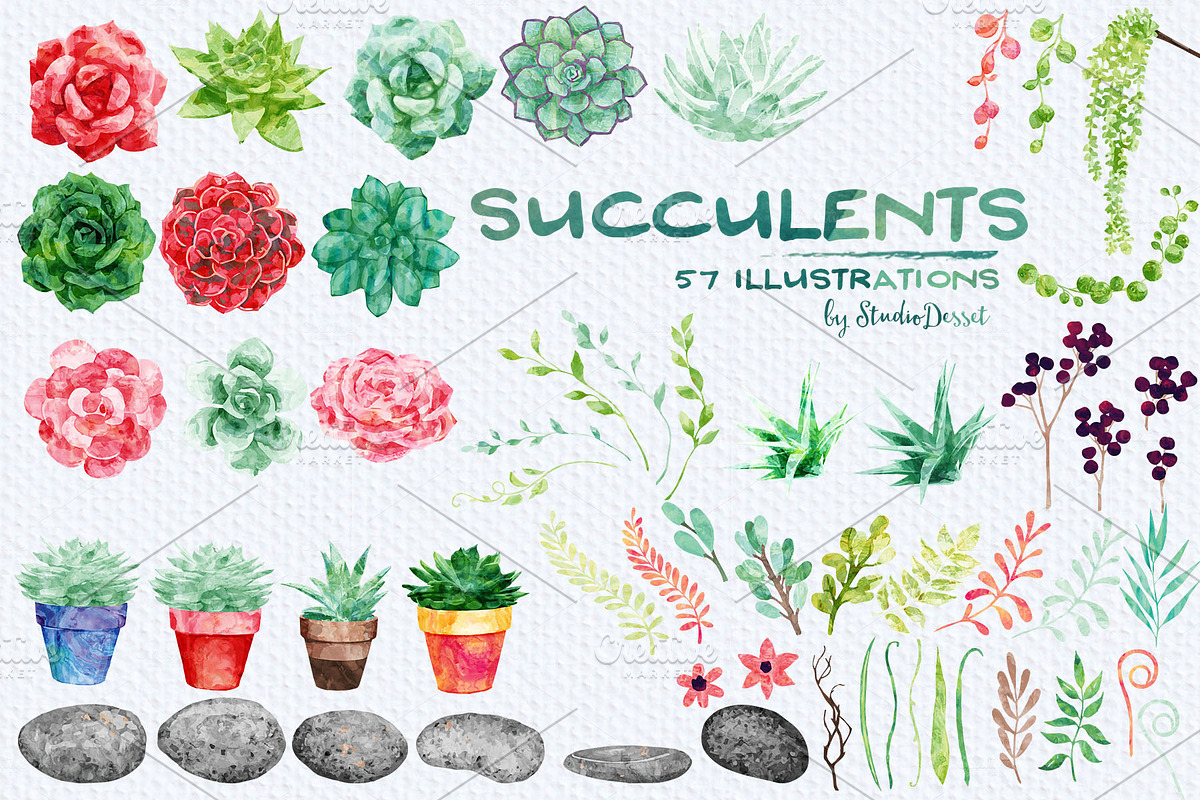 Succulents- patterns & illustrations in Illustrations - product preview 8