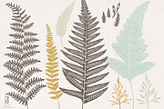 Fern, botanical vector graphics