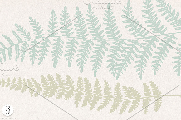 Fern, botanical vector graphics in Illustrations - product preview 1