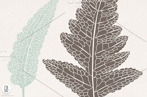 Fern, botanical vector graphics in Illustrations - product preview 2