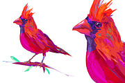 Red Cardinal (Birds set. Vector)