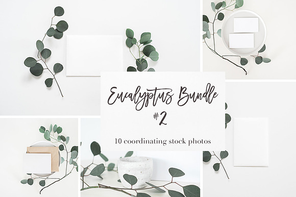 Stock Photos | Eucalyptus Bundle #2 in Product Mockups - product preview 2
