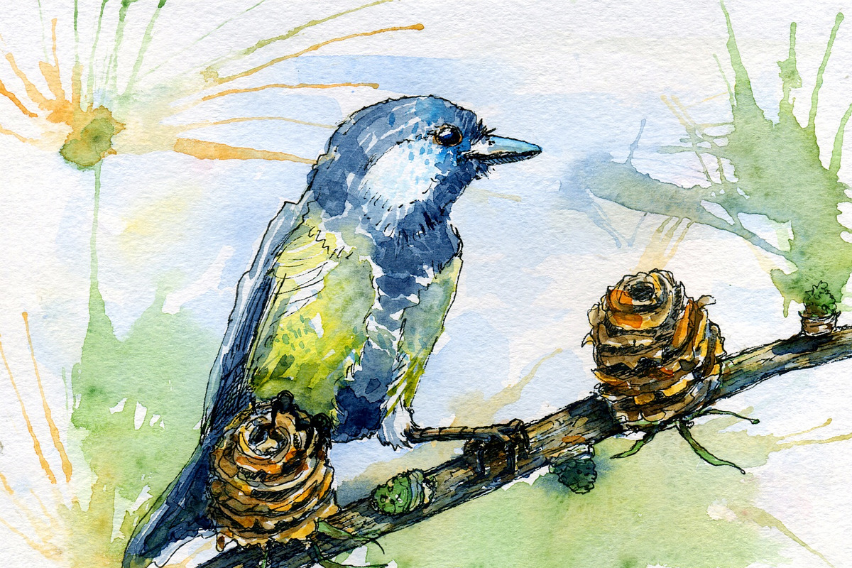 Bird on tree, watercolor and vector in Illustrations - product preview 8