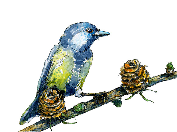 Bird on tree, watercolor and vector in Illustrations - product preview 1