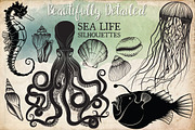 Hand Drawn Ocean Life Clipart
