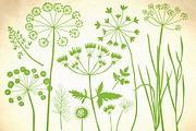 Herbs, dandelion, wild grasses