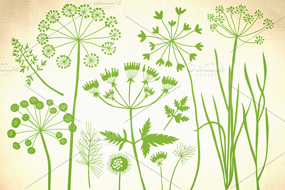 Herbs, dandelion, wild grasses