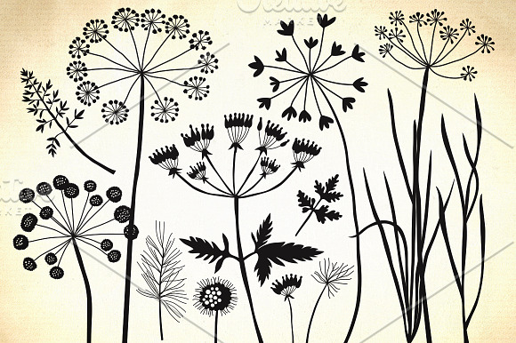 Herbs, dandelion, wild grasses in Illustrations - product preview 1