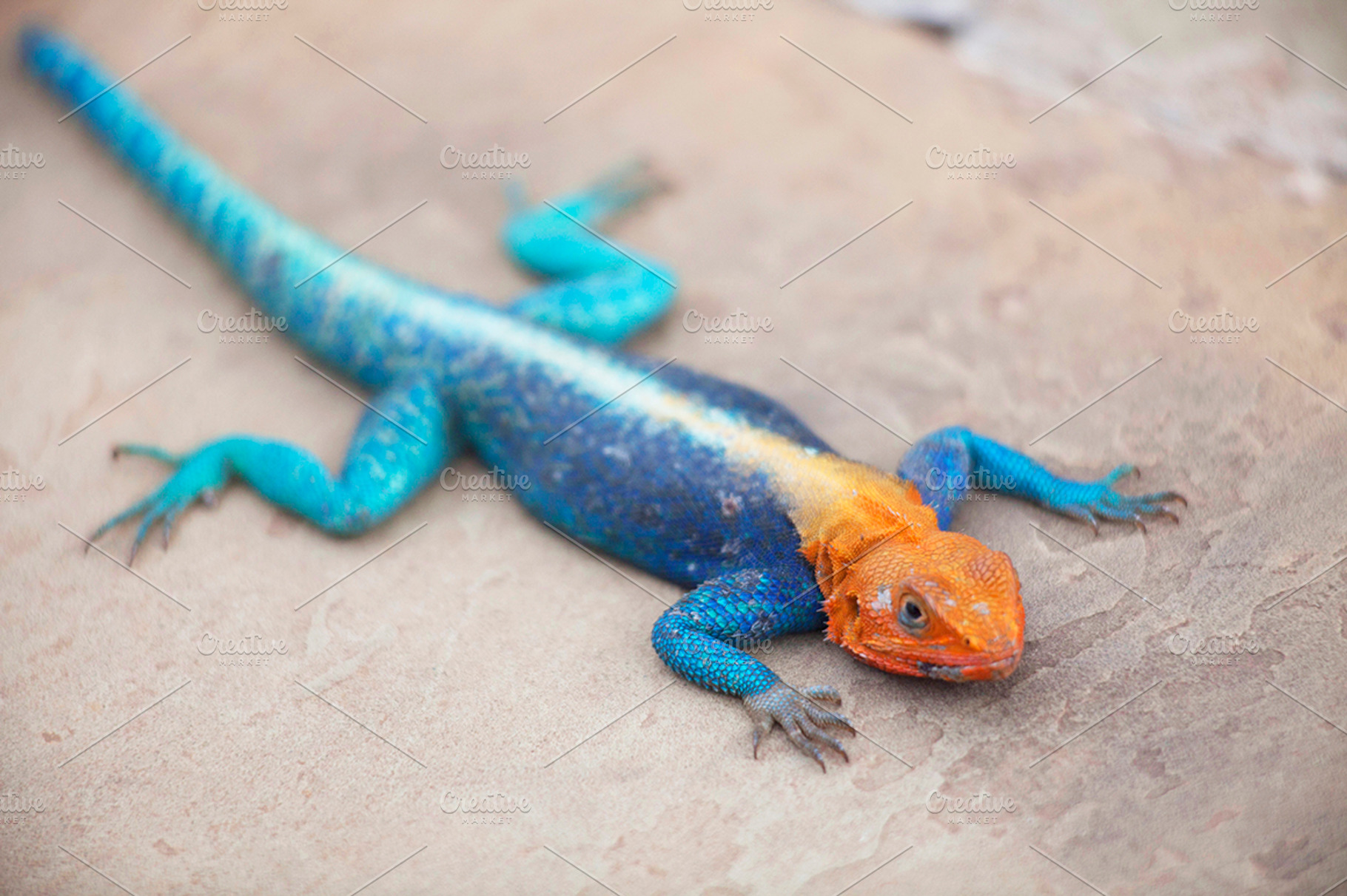 Image result for lizard agama
