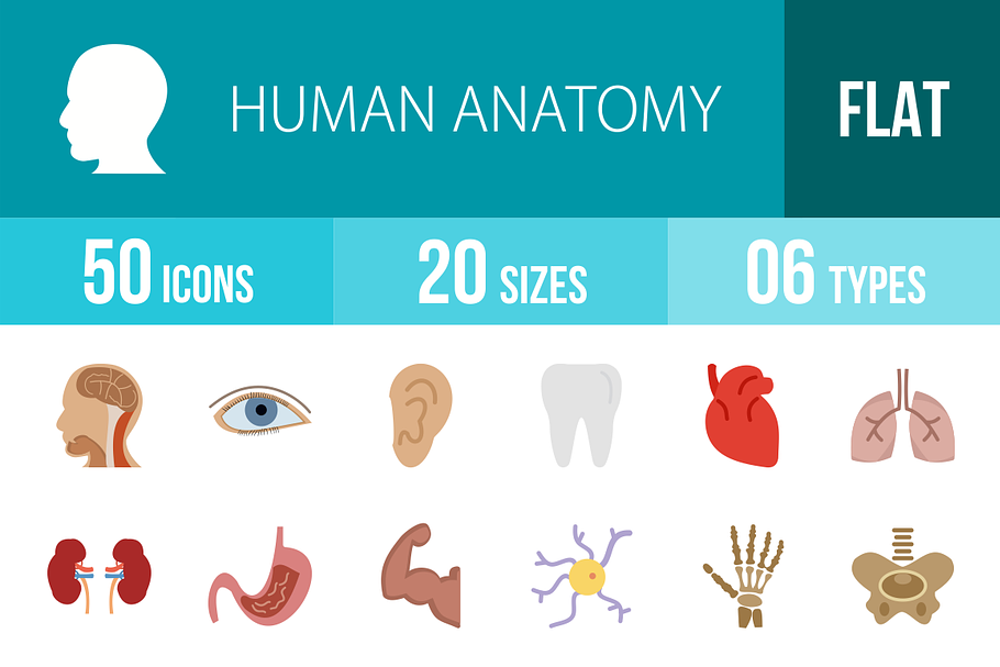 50 Human Anatomy Flat Colorful Icons