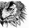 Monochrome owl line art sketch